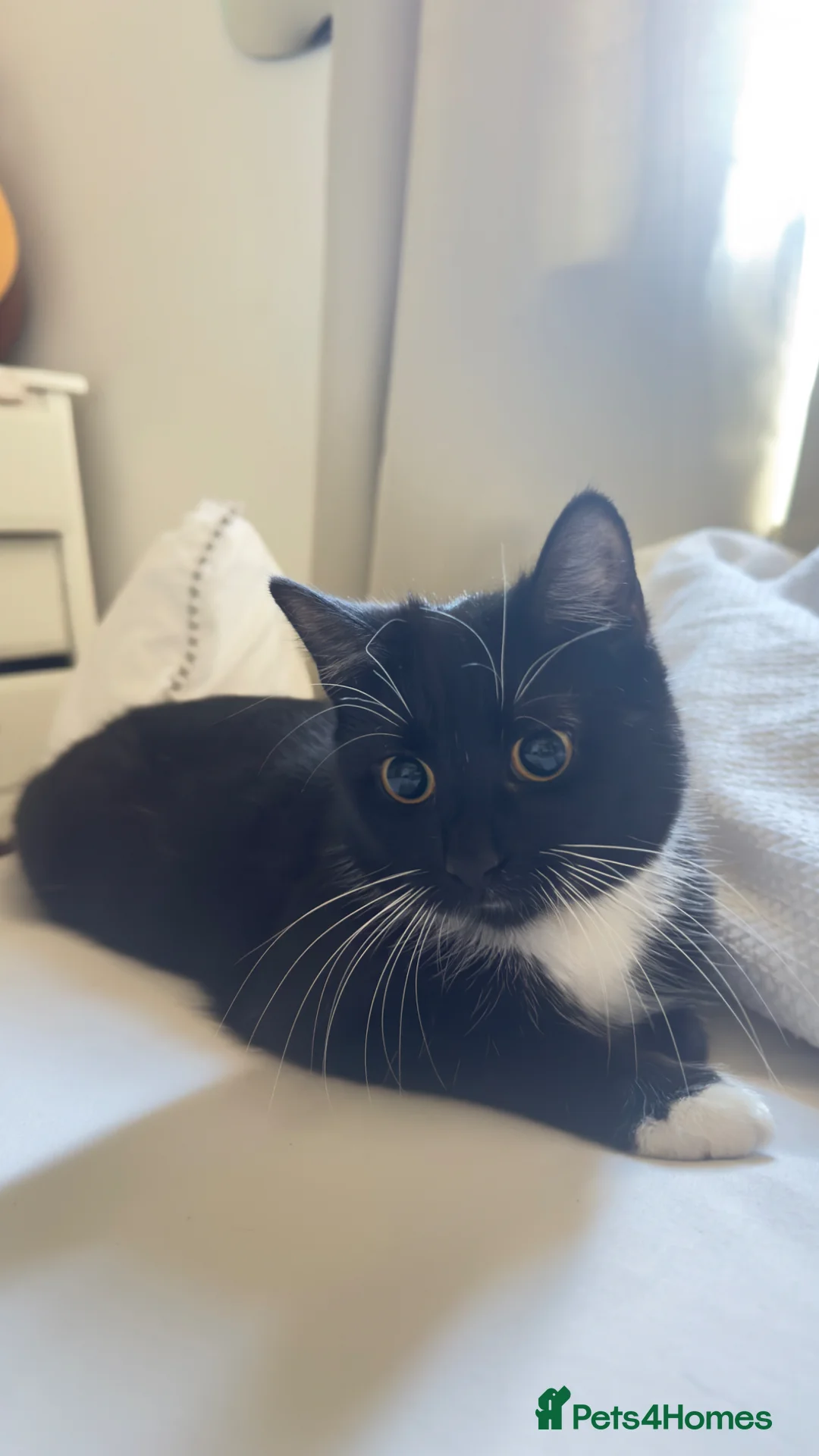 Mixed Breed cats for sale: Kittens in Dudley - Advert 1