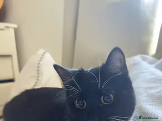 Mixed Breed cats Kittens - Advert 2