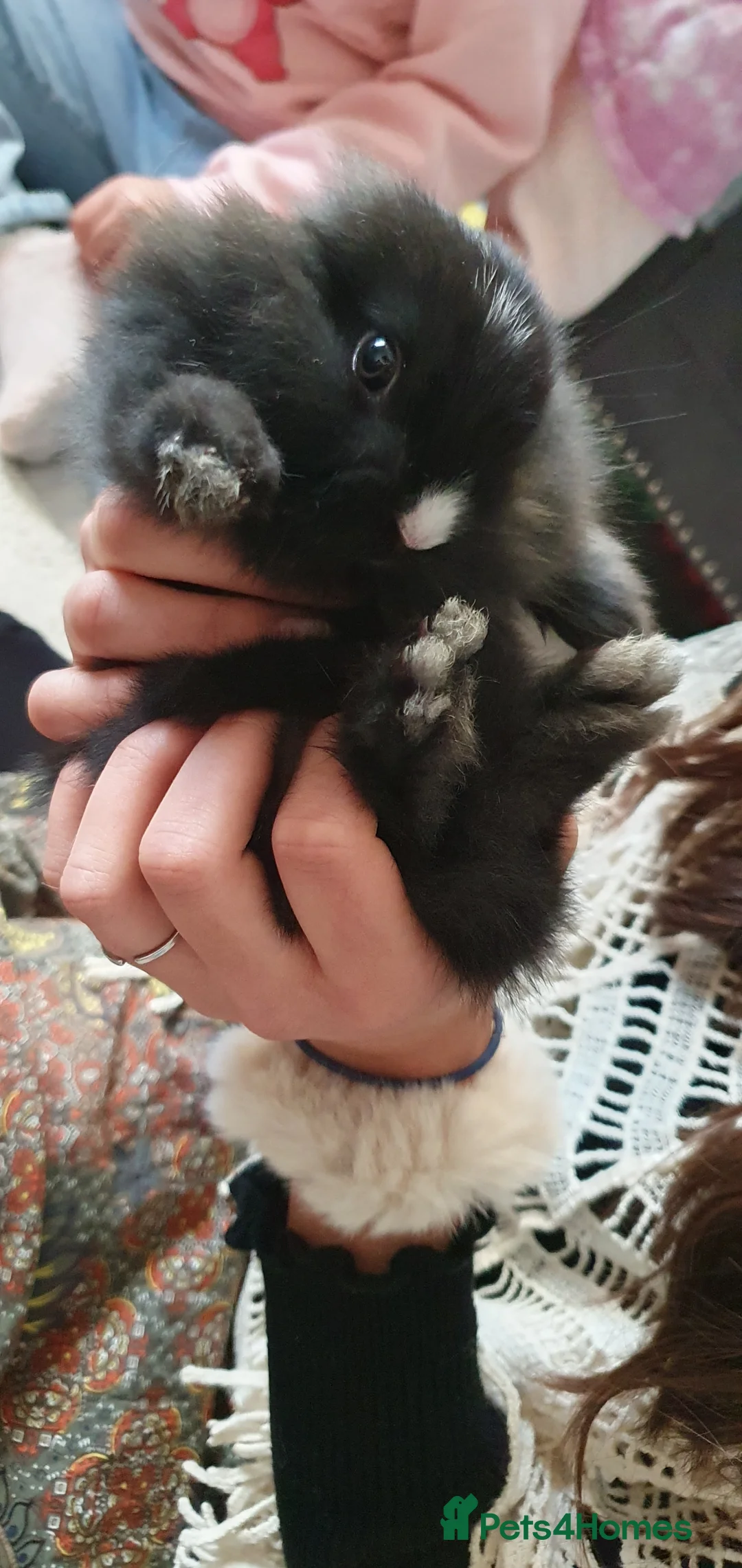 Mixed Breed rabbits for sale: Northandwaf  - Advert 15