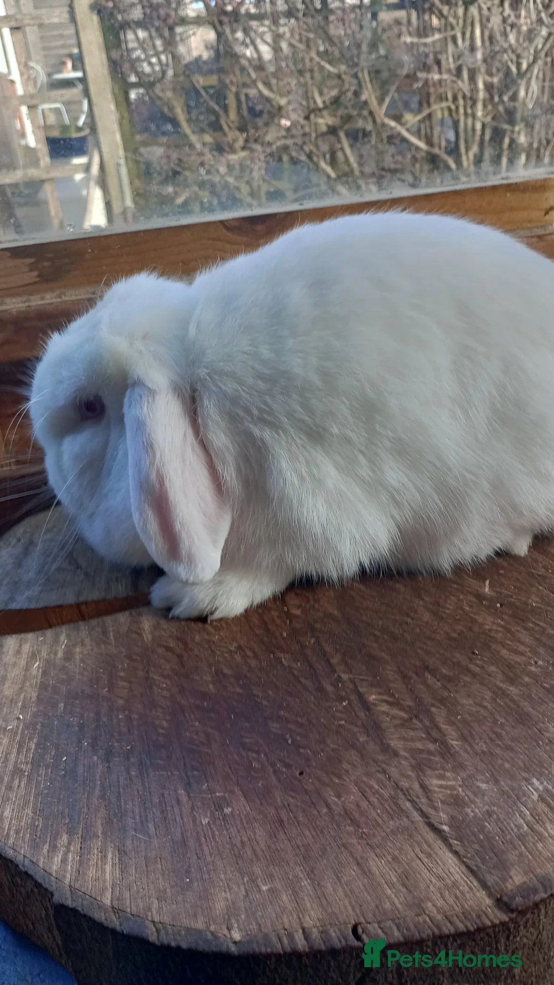 Mini Lop rabbits for sale: Mini Lop Doe - Advert 2