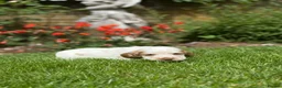 Cocker Spaniel dogs for sale: Royal cocker spaniel puppies - Advert 10