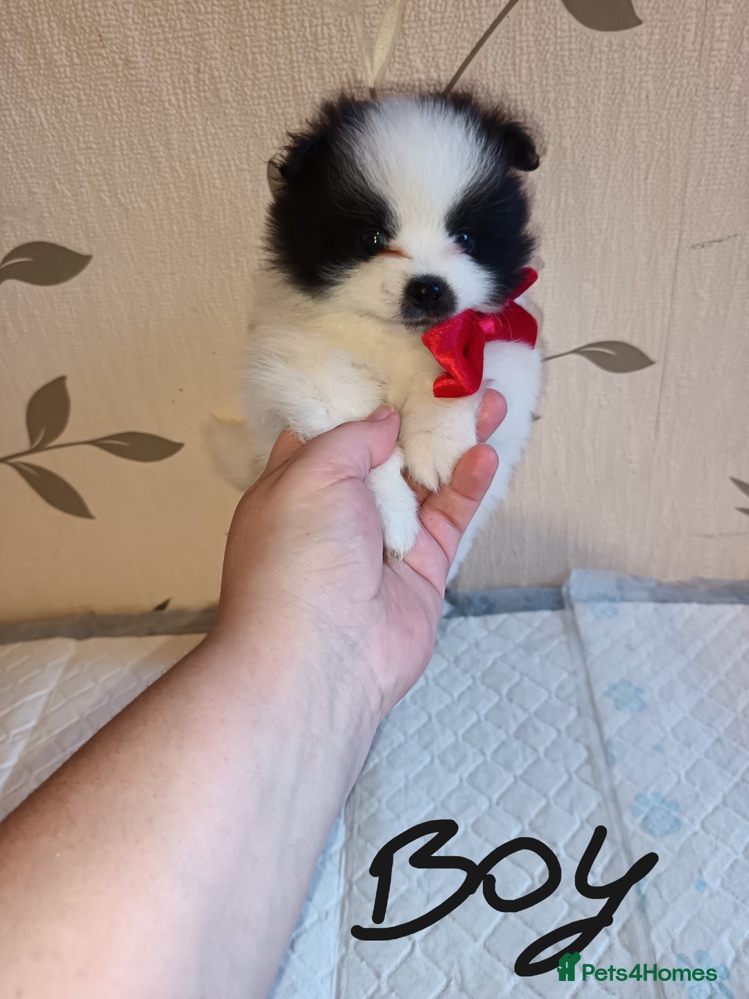 Pomeranian dogs for sale: Barnsley  - Advert 32