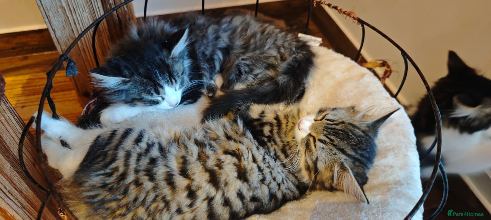 Mixed Breed cats Fluffy kittens for sale - Advert 1