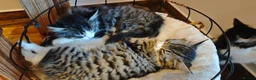 Mixed Breed cats for sale: Fluffy kittens for sale - Advert 1