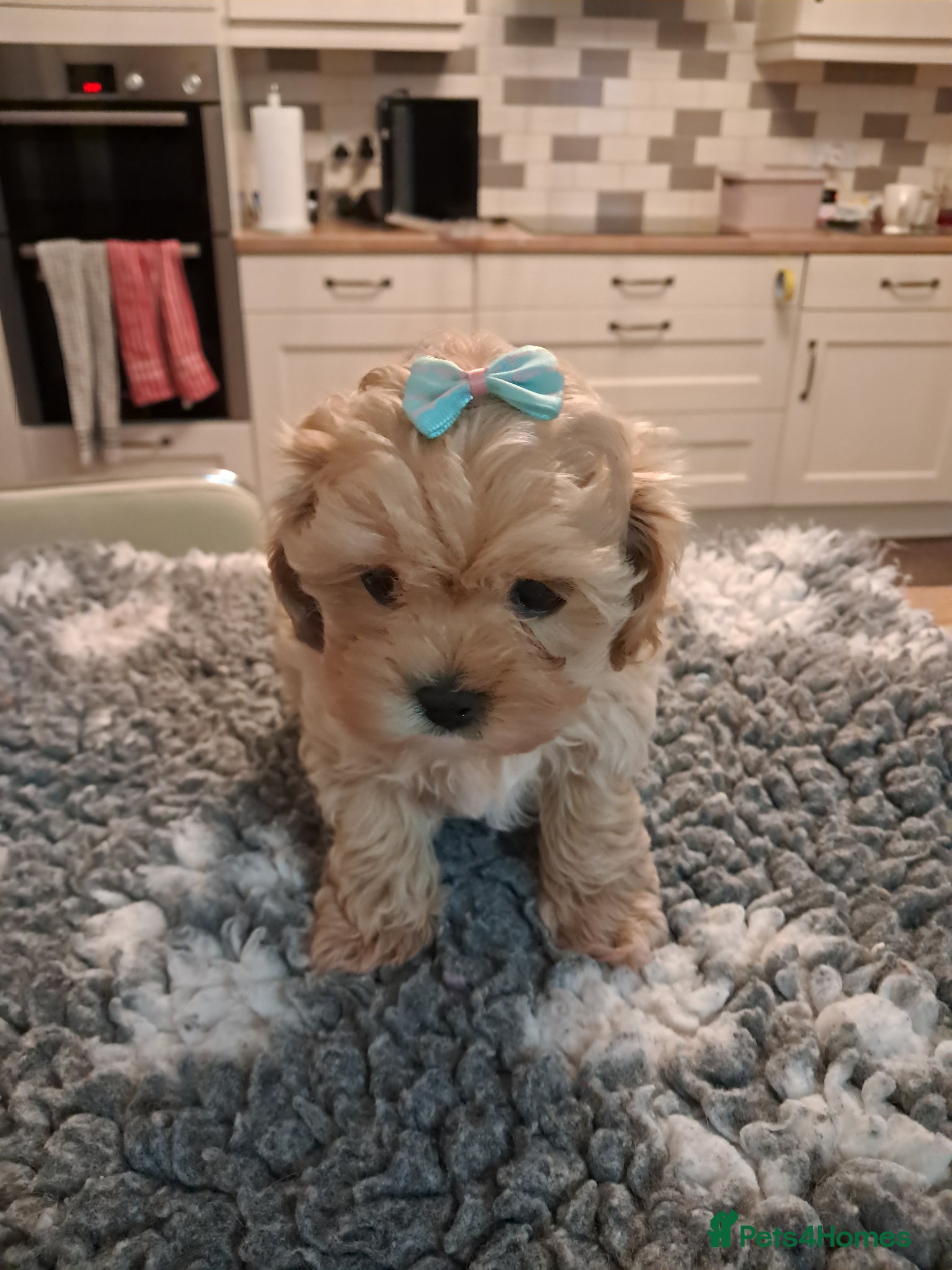 Maltipoo dogs READY TODAY 1 Male puppy he is adorable  - Advert 7