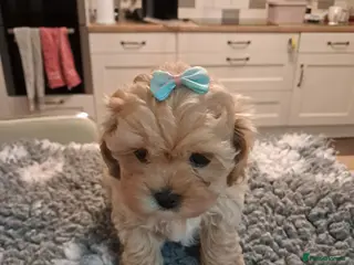Maltipoo dogs READY TODAY 1 Male puppy he is adorable - Advert 7