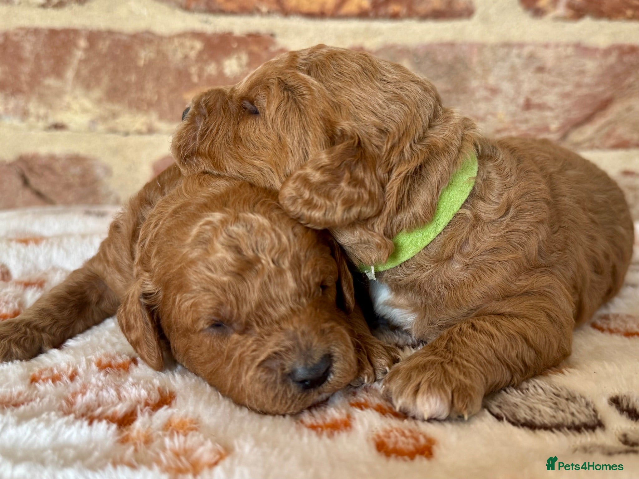 Cavapoo dogs 🐾 F1b male cavapoos 🐾 - Advert 2