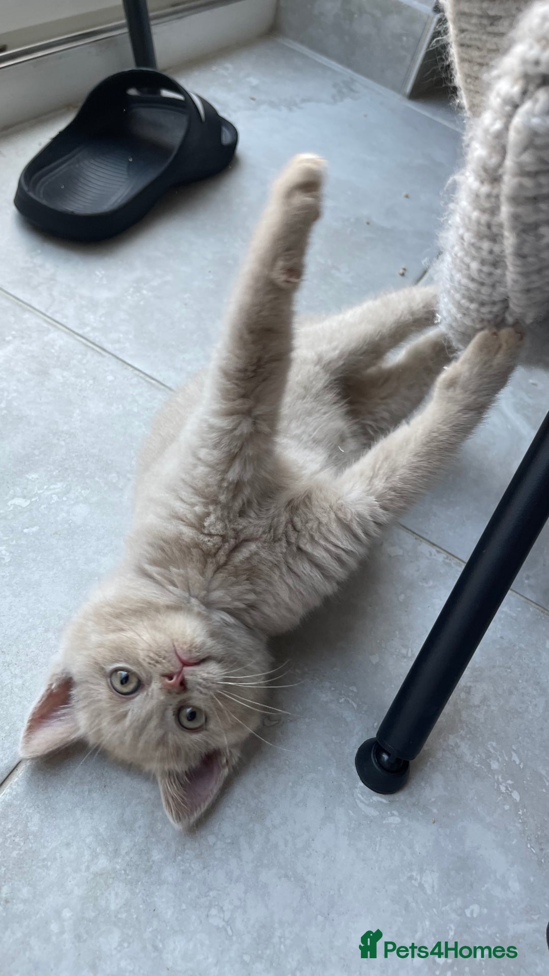 British Shorthair cats for stud: Lilac gccf stud blood group Ab in Birmingham - Advert 6