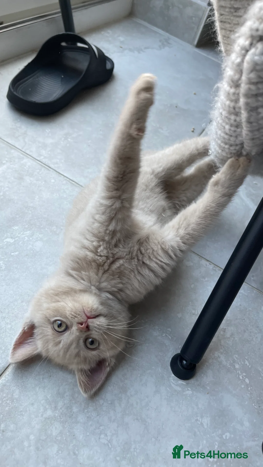 British Shorthair cats for stud: Lilac gccf stud blood group Ab in Birmingham - Advert 6