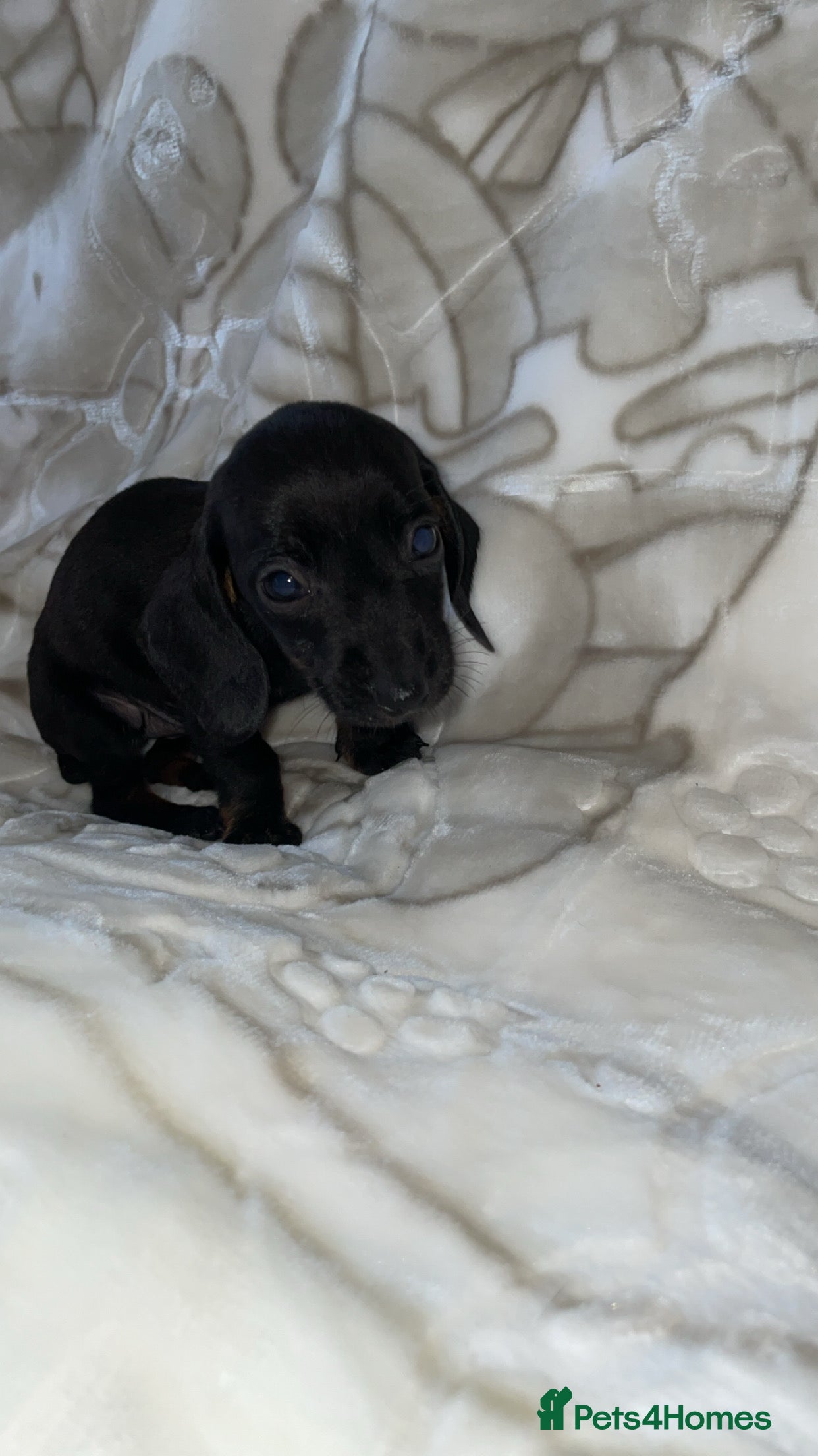 Miniature Dachshund dogs Dachshund  - Advert 1