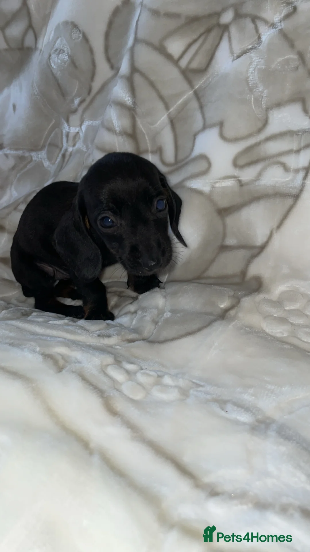 Miniature Dachshund dogs for sale: Dachshund  in Milton Keynes - Advert 1