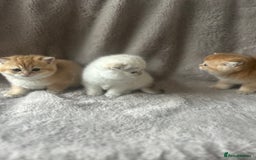 Scottish Fold cats for sale: Beautiful Gold Chinchilla babies  - Advert 20