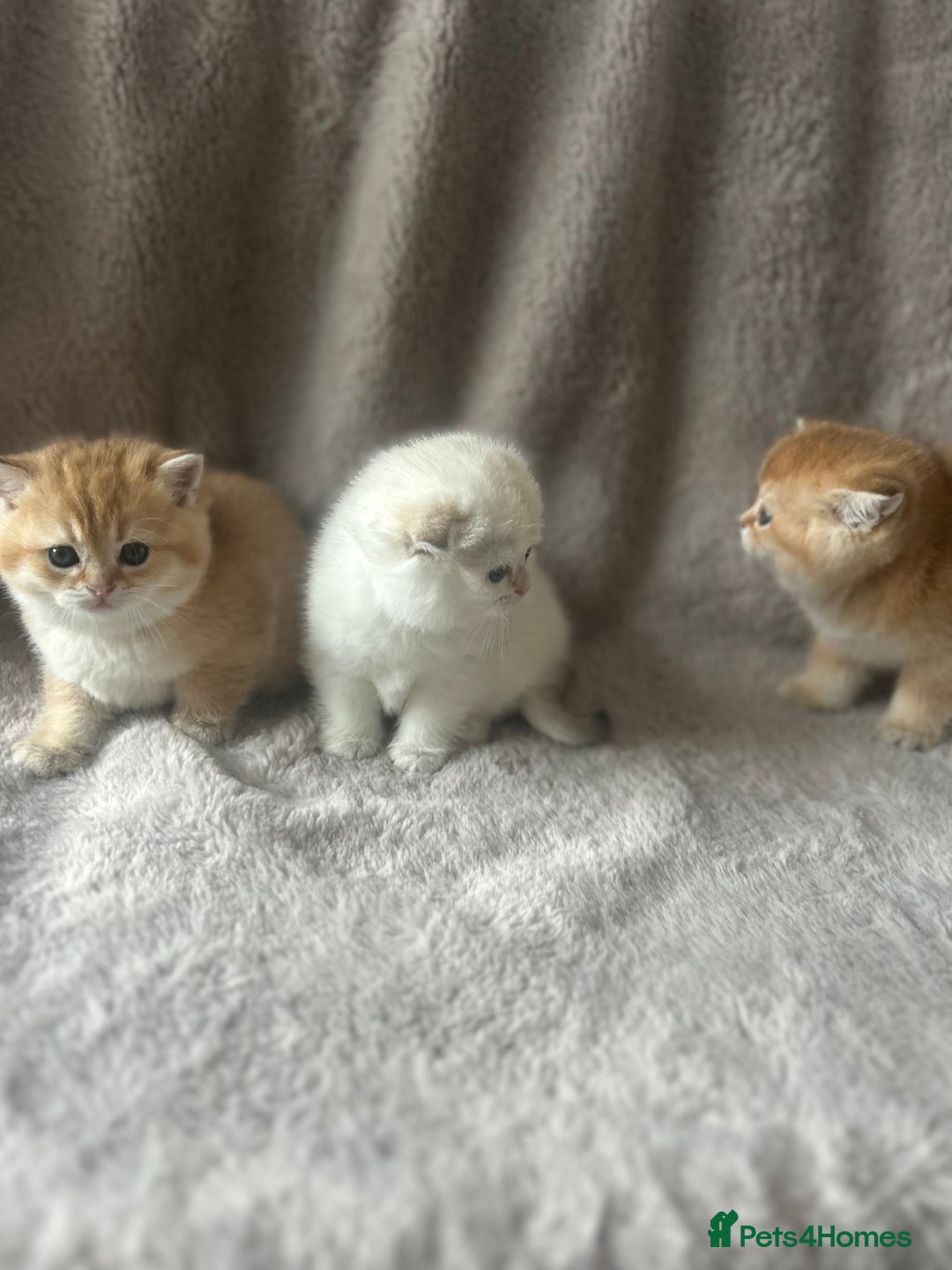 Scottish Fold cats for sale: Beautiful Gold Chinchilla babies  - Advert 20