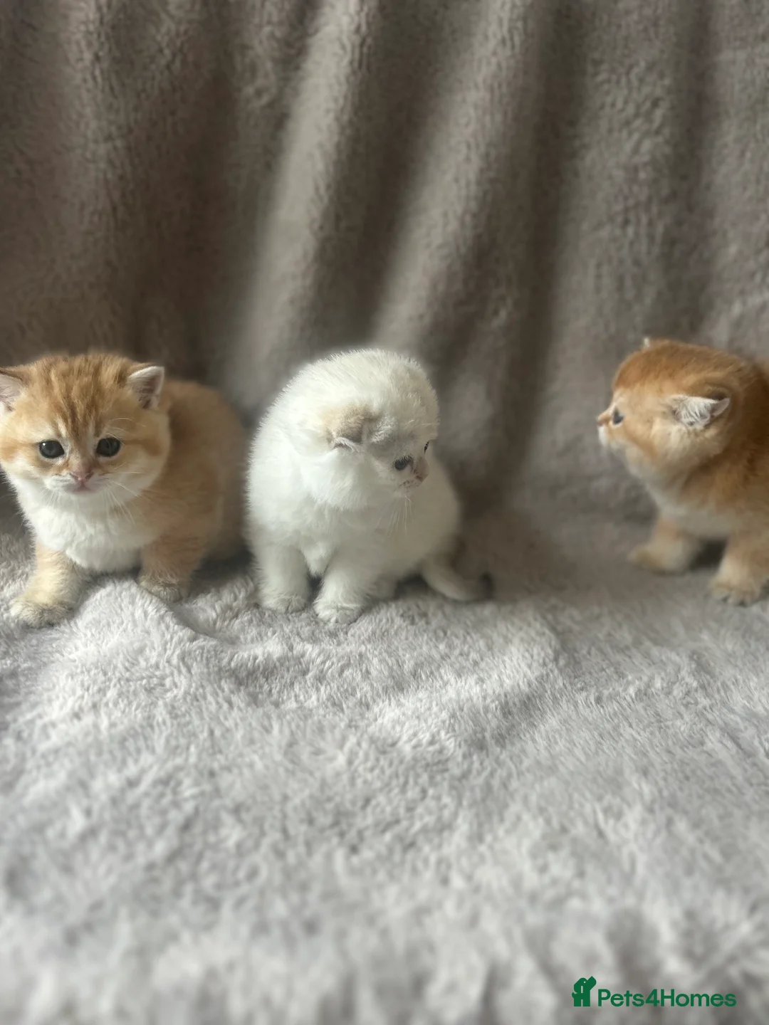 Scottish Fold cats for sale: Beautiful Gold Chinchilla babies  - Advert 22