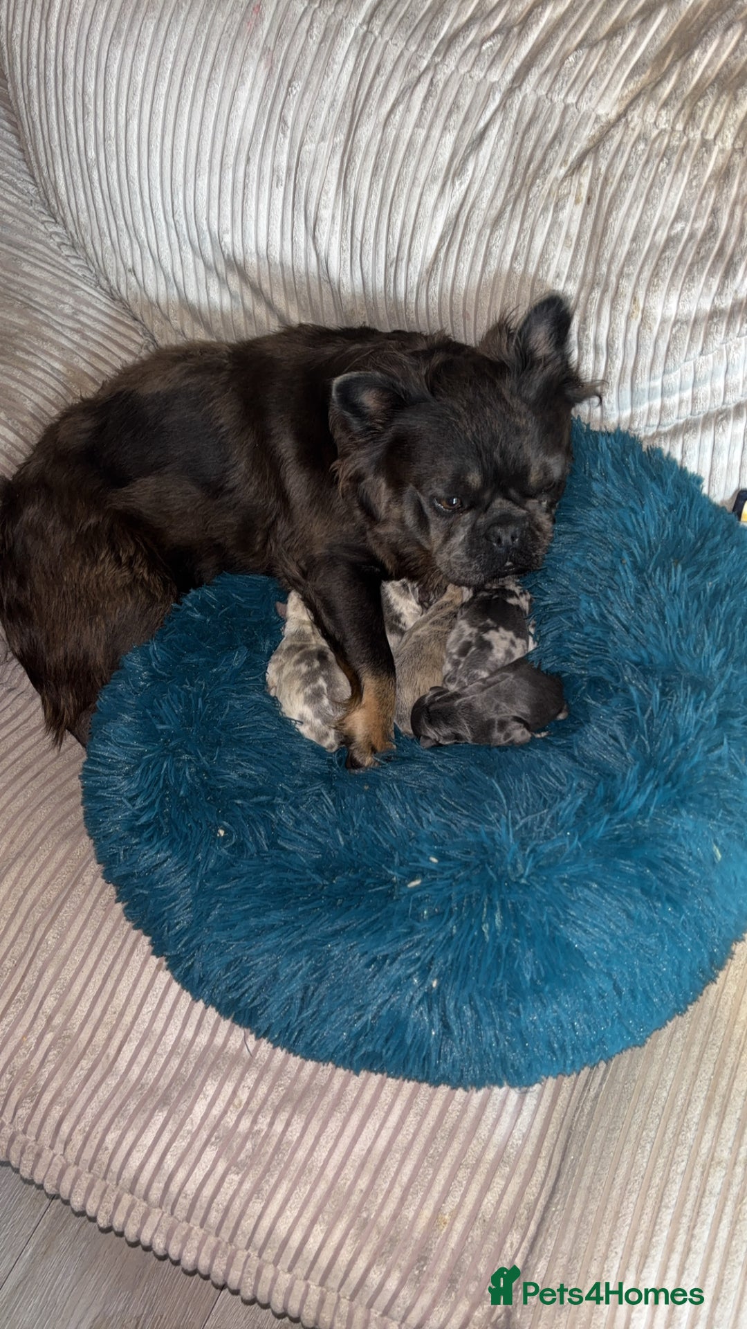 French Bulldog dogs for sale: Frenchie female  - Image 3
