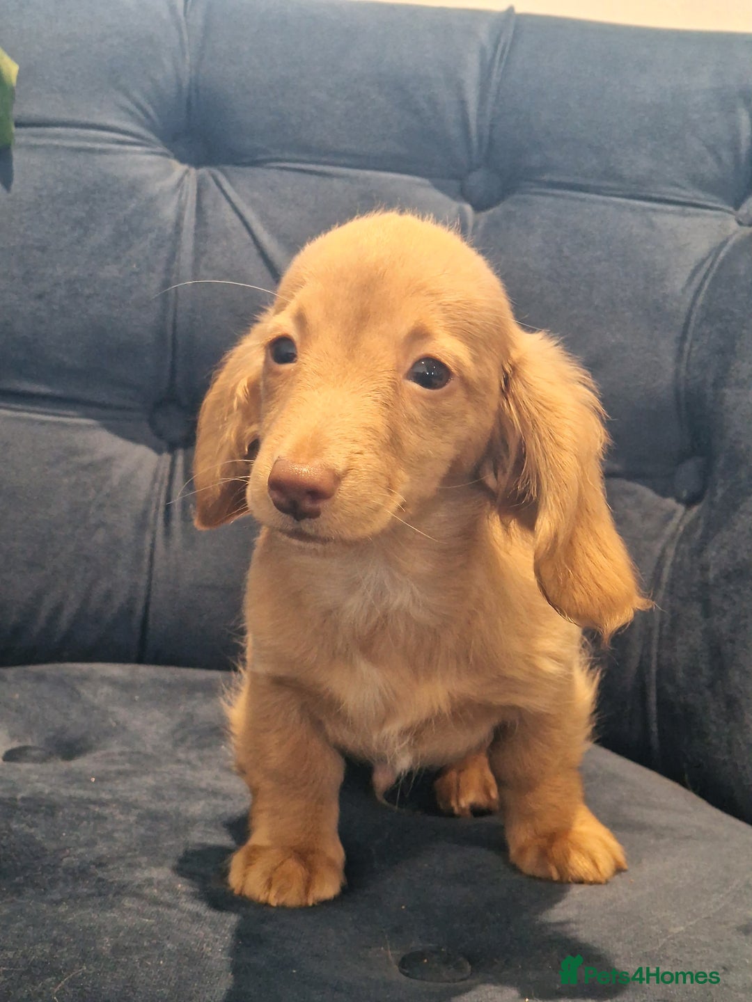 Miniature Dachshund dogs for sale: Cream Mini longhair Dachshund - Image 9