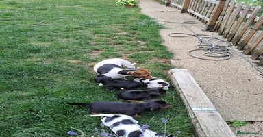 Mixed Breed dogs - Advert 3