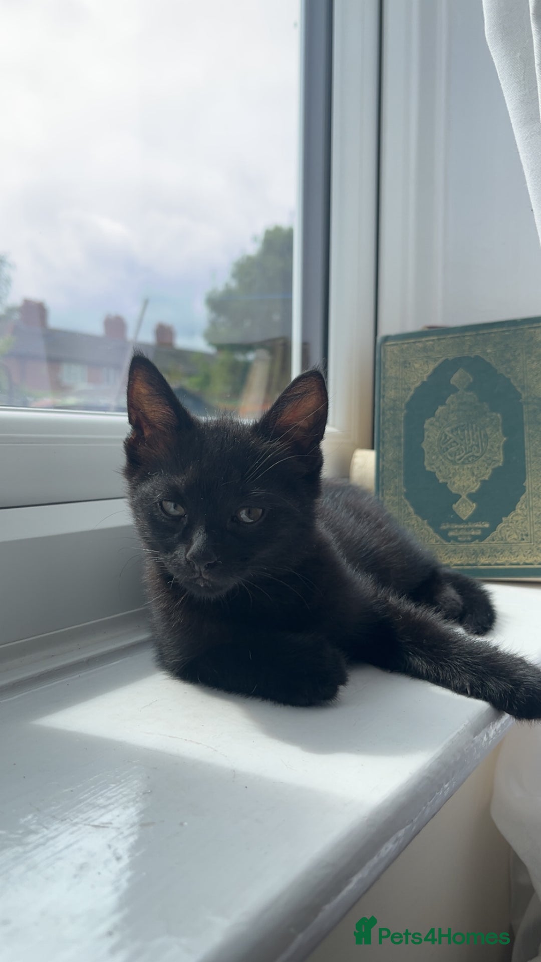 British Shorthair cats for sale: Midnight  - Advert 3