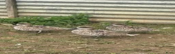 Chickens poultry for sale: Point of lay chickens for sale - Advert 6