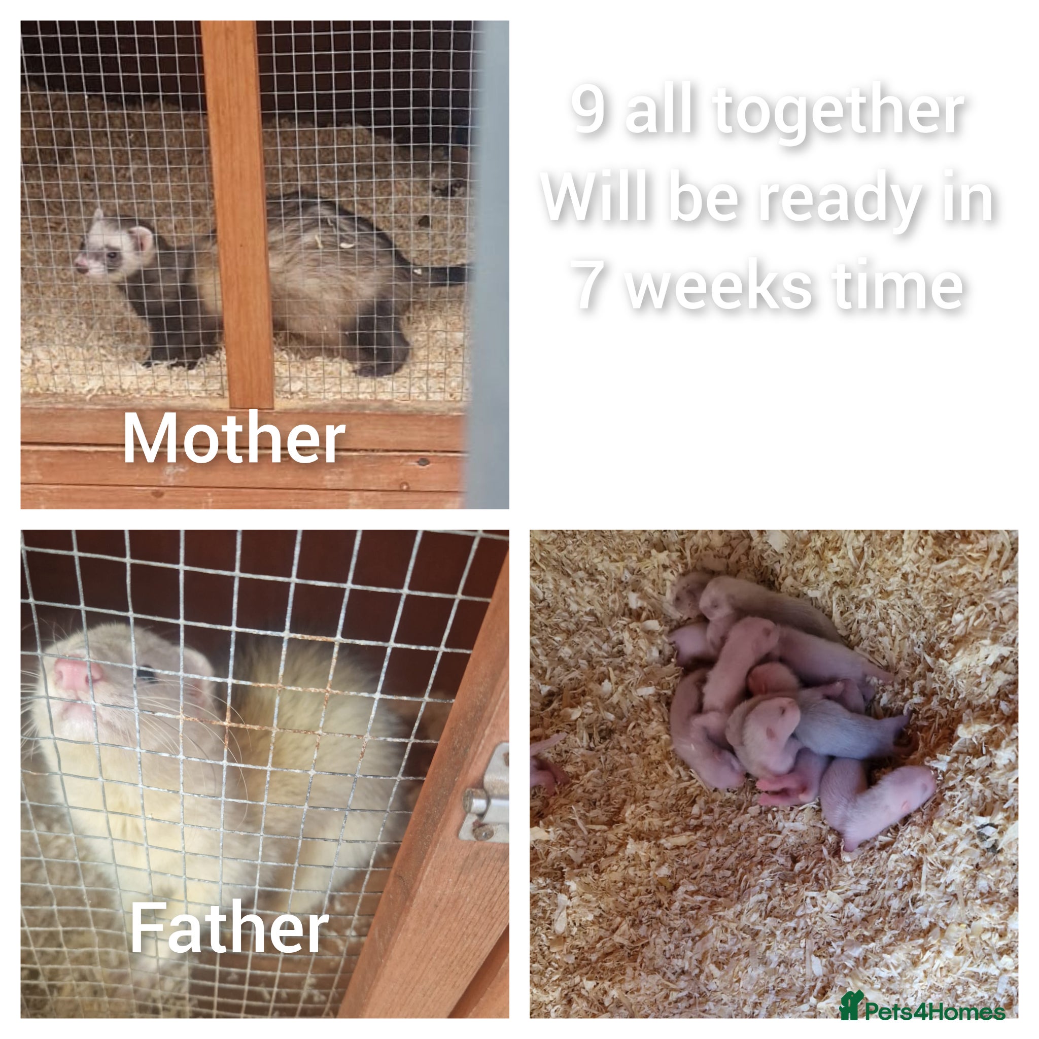 Ferret rodents 9 babies ferrets - Advert 11