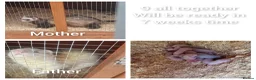 Ferret rodents for sale: 9 babies ferrets - Advert 1