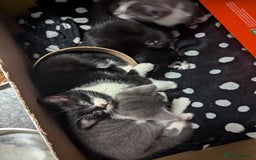 Mixed Breed cats for sale: Two Adorable Kittens – Ready for New Homes - Image 8