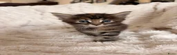 Maine Coon cats for sale: Maine coon kittens ready to reserve  - Advert 11