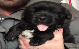Mixed Breed dogs for sale: Beautiful Newfoundland cross  - Image 4