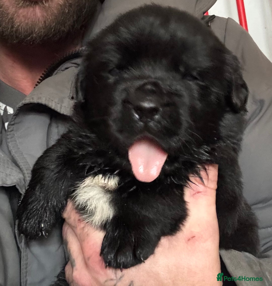 Mixed Breed dogs for sale: Beautiful Newfoundland cross  - Image 4
