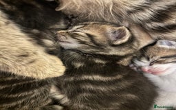 British Shorthair cats for sale: 5 beautiful kittens available from 18th December  - Advert 10