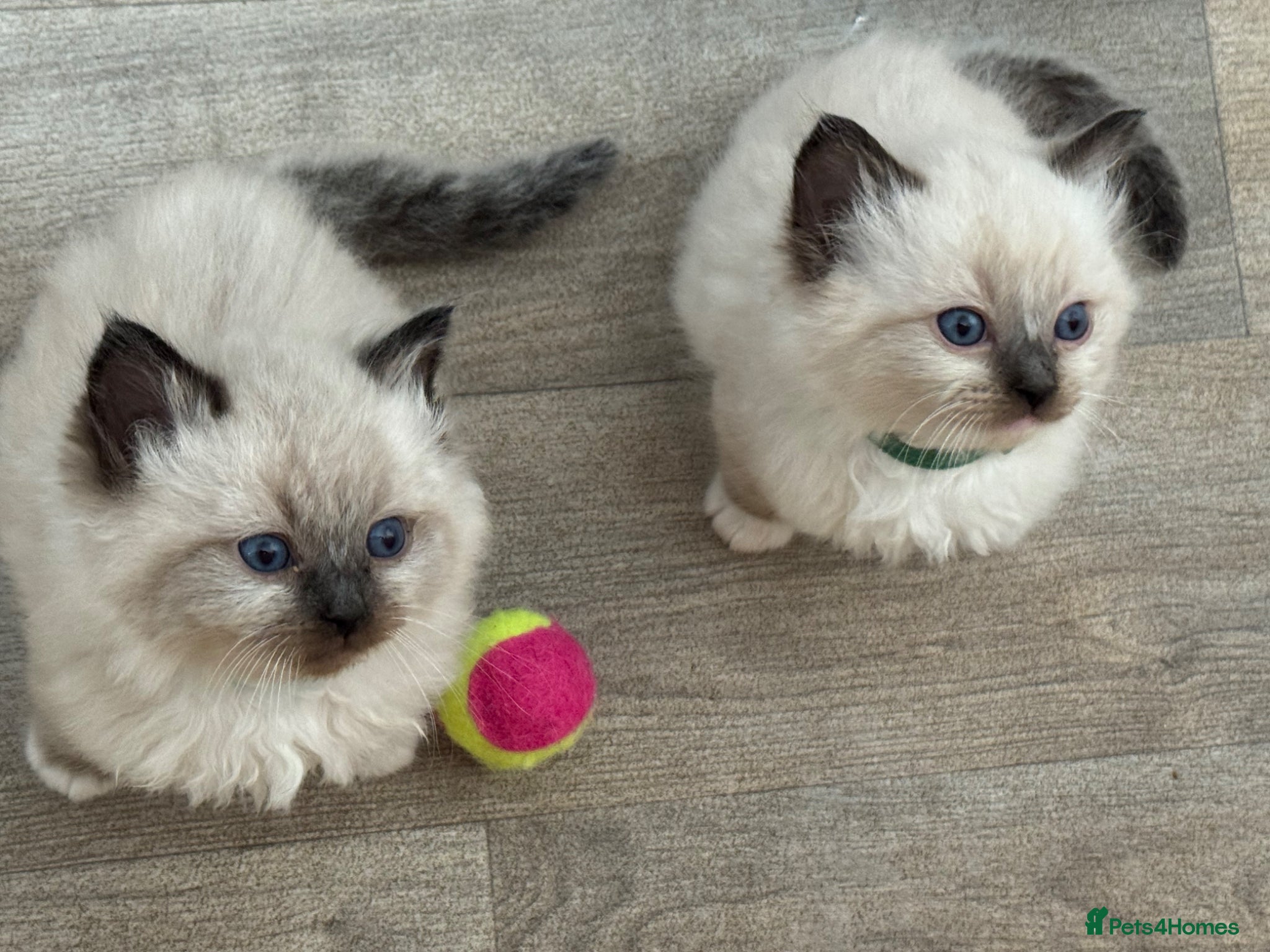 Ragdoll cats Stunning Ragdoll Kittens - Advert 19