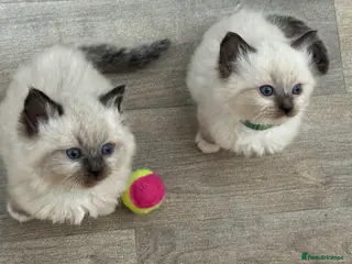 Ragdoll cats Stunning Ragdoll Kittens - Advert 19