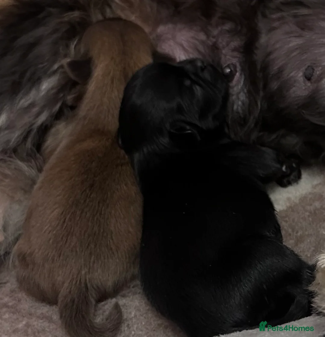 Shih Tzu dogs for sale: Scrumptious Chocolate American Imperial Shih Tzu - Advert 5