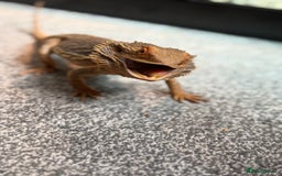 Bearded Dragon reptiles for sale: Bearded dragon  - Advert 7