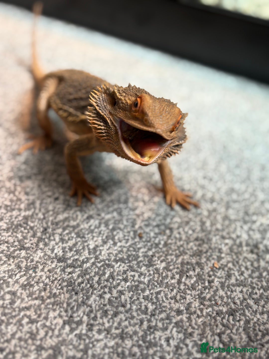 Bearded Dragon reptiles for sale: Bearded dragon  - Advert 7