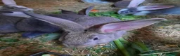 Continental Giant rabbits for sale: 8 Beautiful Pure Continental Giant Babies - Advert 10