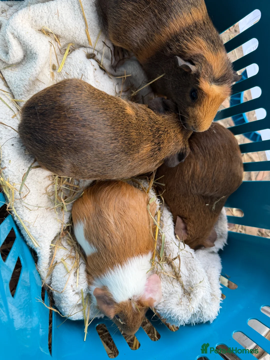 Guinea Pig rodents for sale: 4 x brindle Abbyssinian cross boys - Advert 6