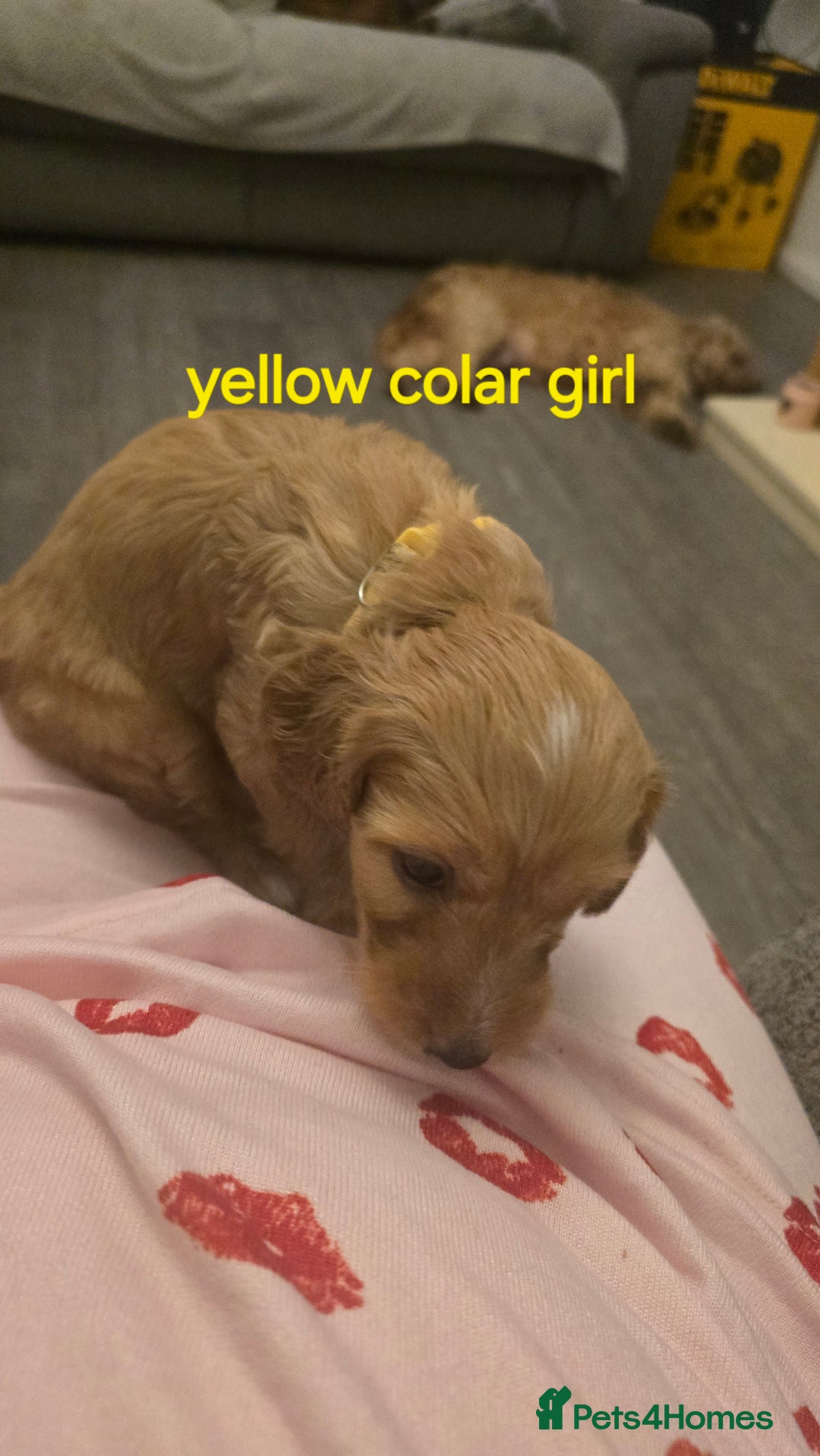 Cockapoo dogs for sale: 7 f2 cockapoos - Advert 26