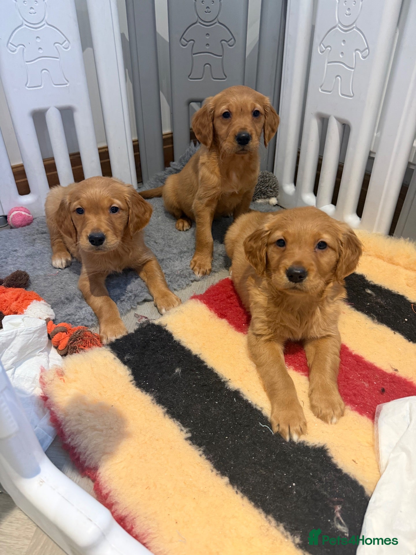 Golden Retriever dogs for sale: Golden retriever pups from health tested parents  - Advert 1