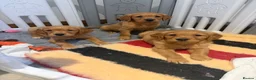 Golden Retriever dogs for sale: Golden retriever pups from health tested parents  - Advert 1