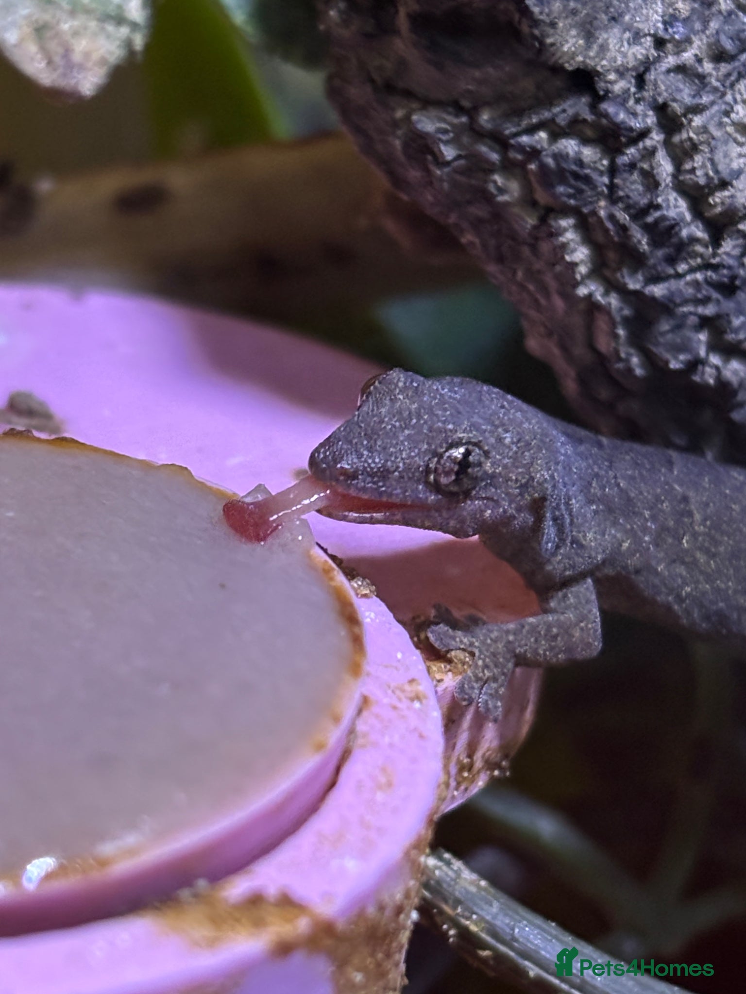 Gecko reptiles Mixed size mourning gecko!  - Advert 1