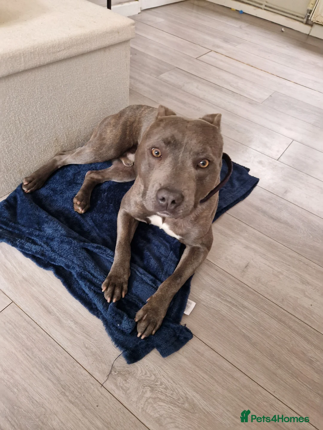 Staffordshire Bull Terrier dogs for stud: Blue staffy for stud proven  - Advert 2