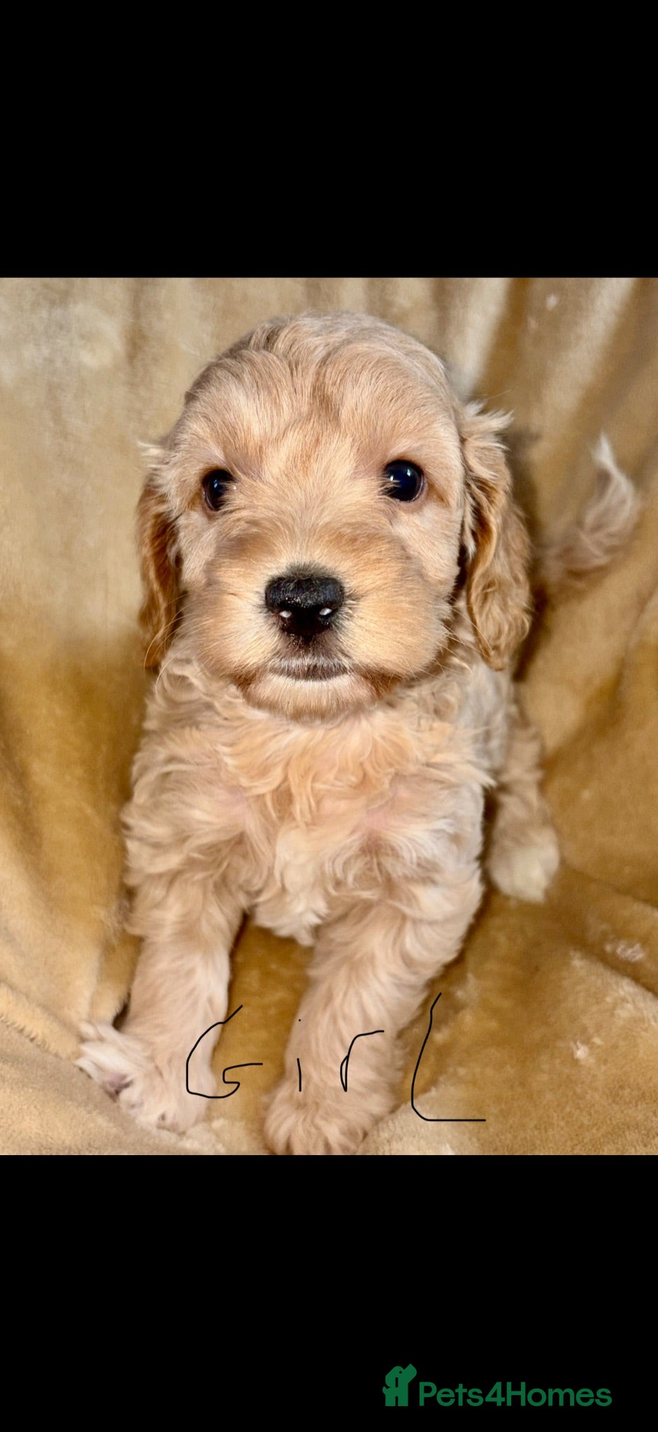 Cockapoo dogs Cockapoo puppies  - Advert 1