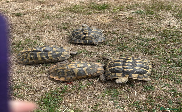 Hermann Tortoise reptiles - Advert 1