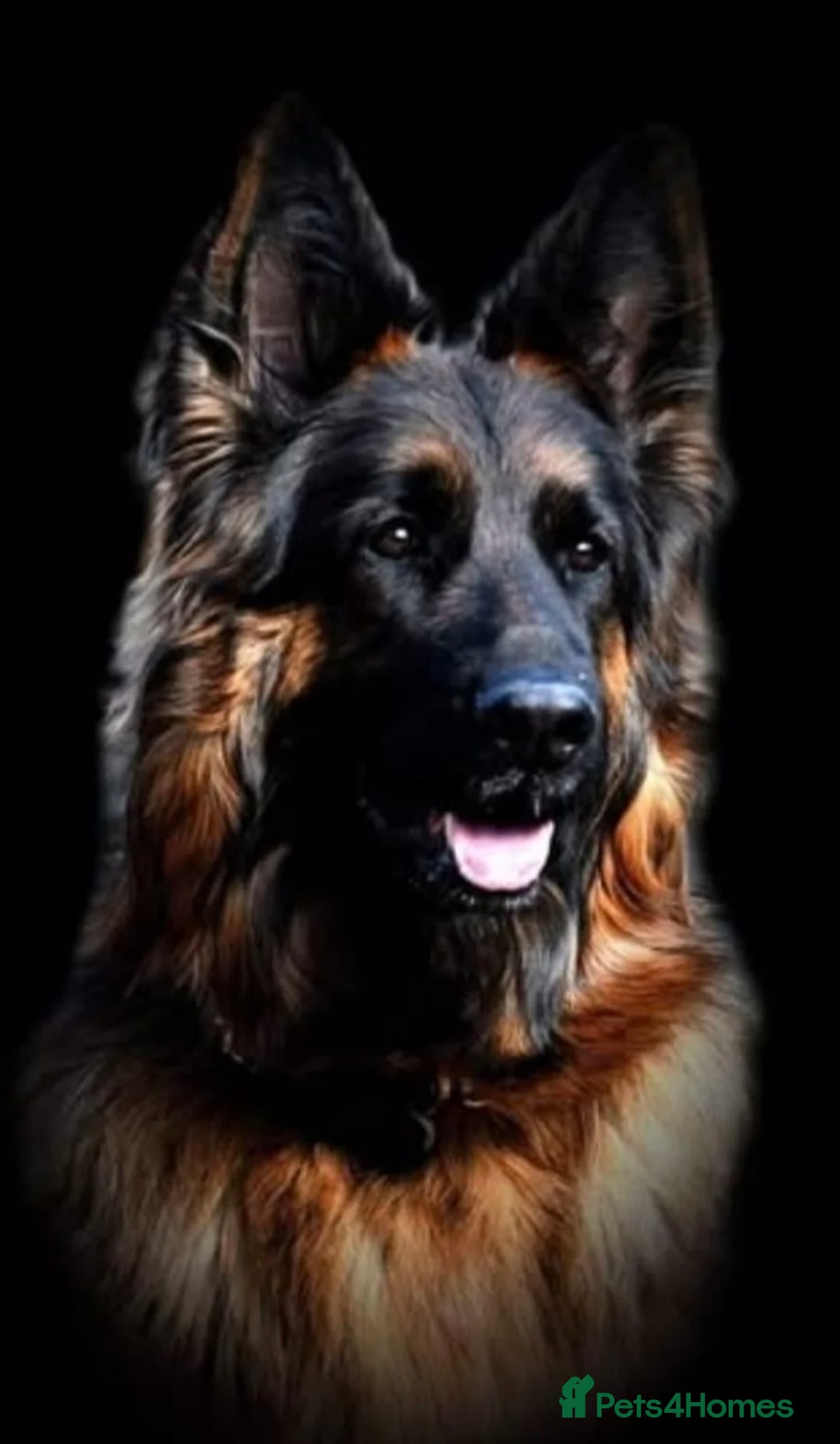 German Shepherd dogs for sale: Outstanding -KC registered male German shepherd  - Advert 12
