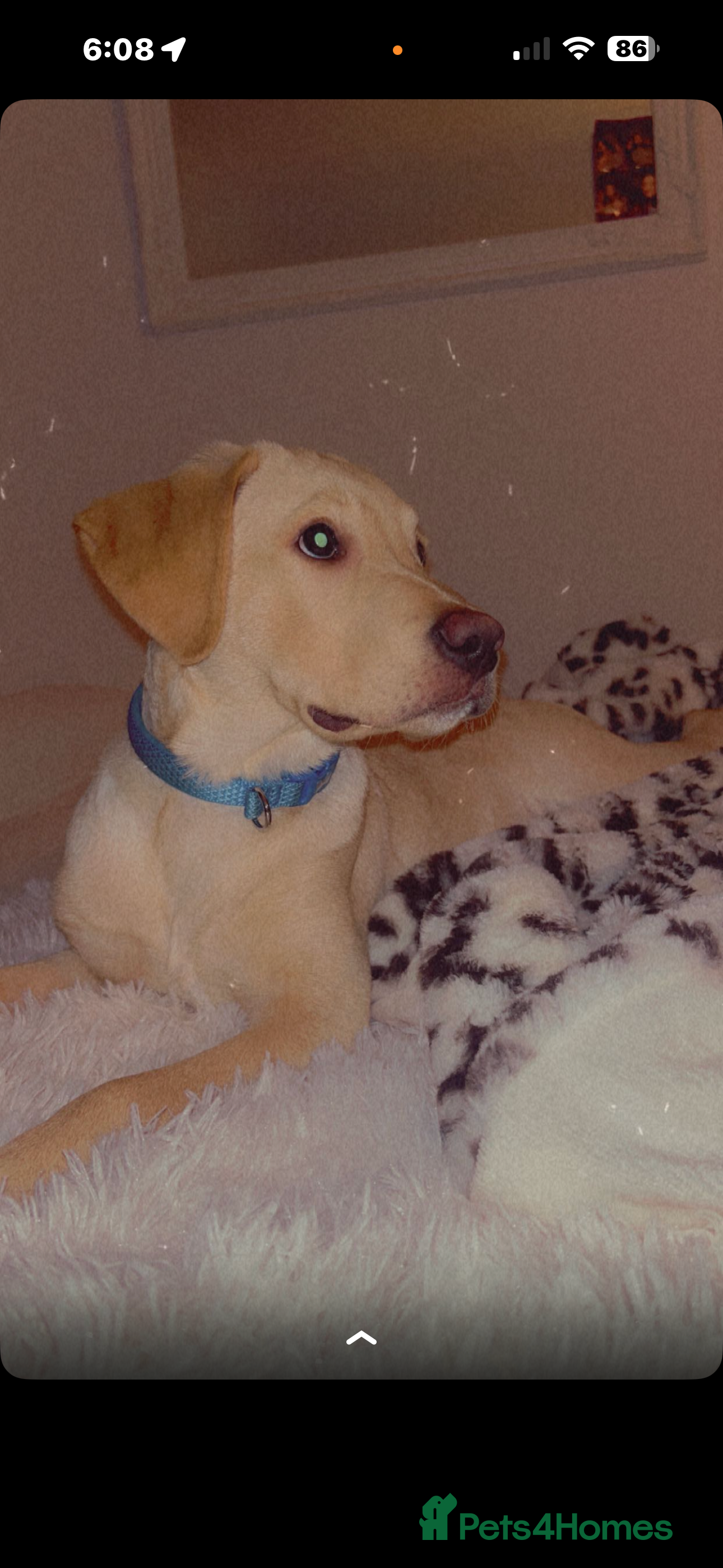 Labrador Retriever dogs 4 month male Labrador  - Advert 4