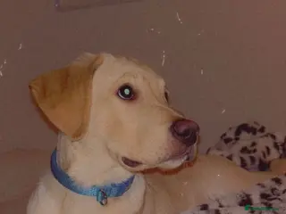 Labrador Retriever dogs 4 month male Labrador - Advert 4