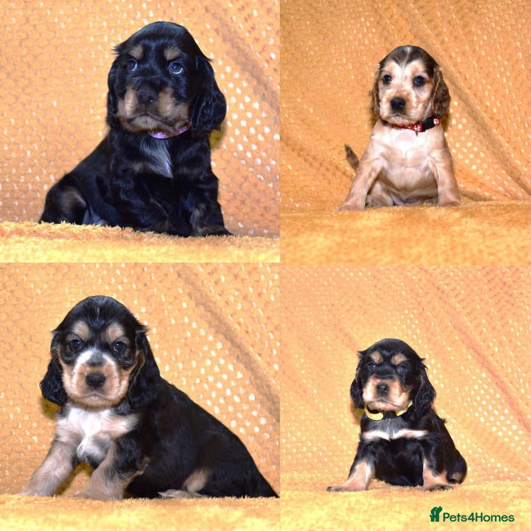 Cocker Spaniel dogs Show Type Kc Reg Cocker Spaniel Puppies - Advert 10