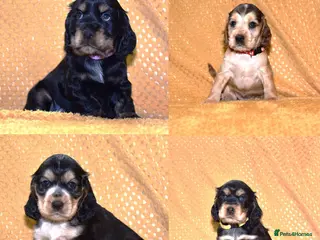 Cocker Spaniel dogs Show Type Kc Reg Cocker Spaniel Puppies - Advert 14