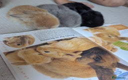 Mini Lop rabbits for sale: Beautiful mini lops, some have additional needs  - Image 2